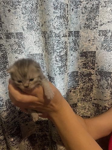 цена вислоухой кошки: Шотландские Котята -бронь . Порода Шотландская скотиш Фолд и страйт — 2