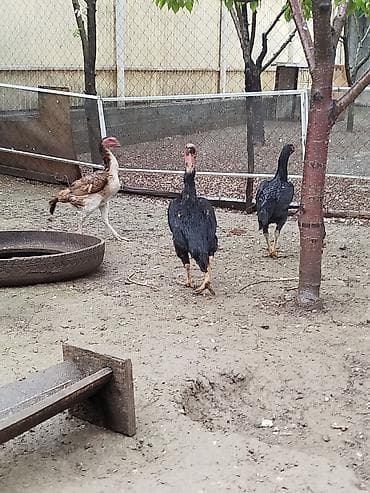 суточный квартира джалал абад: Дакан мекиштер сатылат активный 8 штук бар алмашу жолдору бар жемге — 3