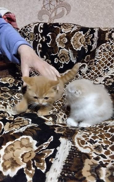 Отдам даром кошку: Кошка даром: Британская короткошёрстная, 2 месяца, Мальчик — 4