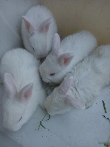 кок талаа: Белые крольчата - Порода/тип: декоративные белые кролики с короткой — 1