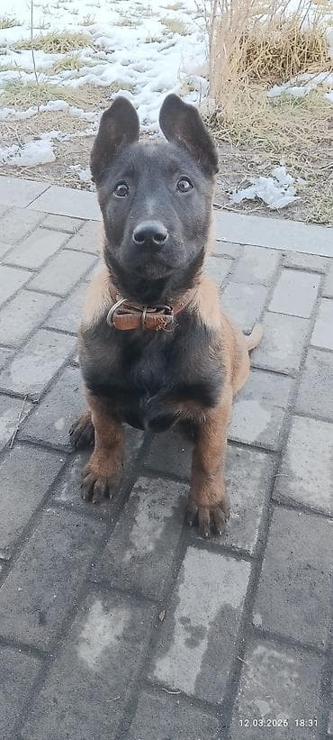 Бельгийская овчарка, 3 месяца, Самка, С родословной