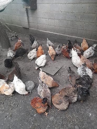 собака азиат: Продаю | Куры | Брама, Кохинхин | Несушки — 1