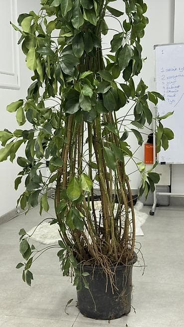 Крупномерая лиана/дерево в горшке (вероятно шефлера, Schefflera — 2