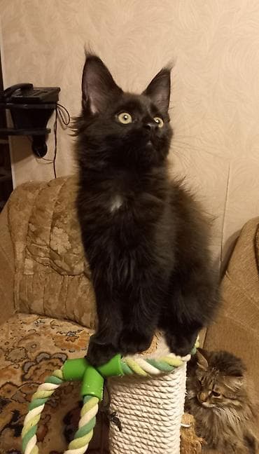 котята в бишкеке: 🐾🐈Котята мейн-кун готовы к переезду! Отличный помёт с шикарными — 3