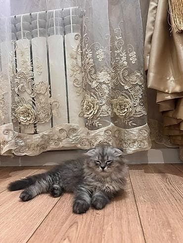 мал скот: Скотиш Фолд (Шотландская вислоухая), 2 месяца, Девочка, Серебристая шиншилла, Приучена к лотку — 4