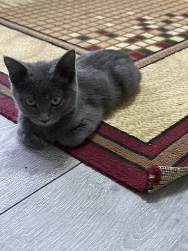 отдам кошку: Серый котёнок с короткой плюшевой шерстью. Окрас ровный дымчато-серый — 2