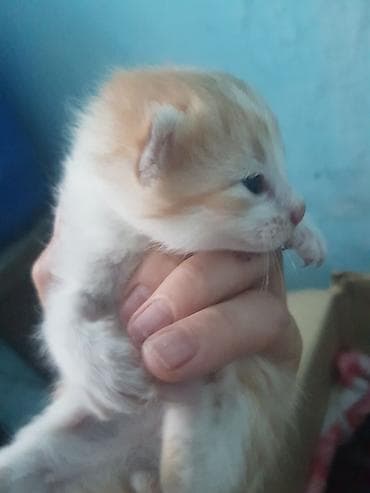 ак коён: Малыш котёнок с кремово-рыжим и белым окрасом. Короткая мягкая шерсть — 5