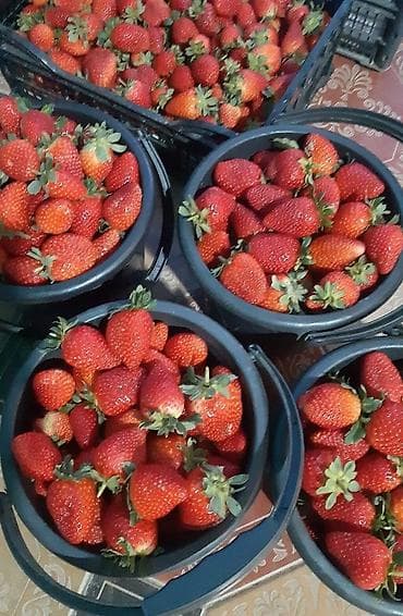 клубника цена за 1 кг: Рассада клубники (садовой земляники) в кассетах -Альбион сорт 1штук — 4