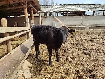 d cat: Продаю | Корова (самка), Тёлка | На откорм — 10