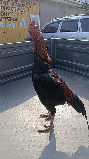 курица куплю: Продаю | Петух | Бойцовая | Для разведения — 3