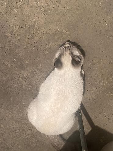 Услуги ветеринара: Девочка — 3