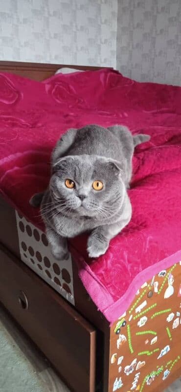 шотландская кошка скоттиш страйт: Вязка: Скотиш Фолд (Шотландская вислоухая), Мальчик, 3 года — 4