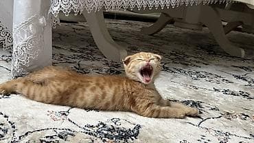 кошка манас: Рыжий шотландский вислоухий котёнок - Окрас: тёплый рыжий (ред-табби) — 2