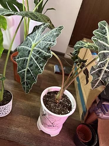шоколадный будет: Алоказия ‘Polly’ (Alocasia x amazonica ‘Polly’) — эффектное комнатное — 2