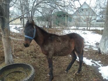 купить охотничью собаку: Продаю | Жеребенок | Для разведения — 1