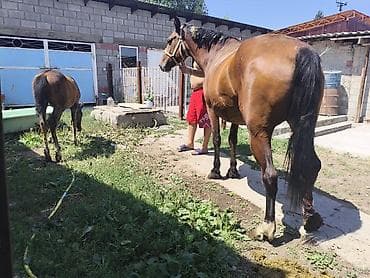 коны: Продаю кабылу с жеребенком,возраст кабылу 4,5 жеребенку 5месяцна — 6