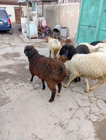 сколько пород собак в мире: Продаю | Баран (самец) | Для разведения | Осеменитель — 3