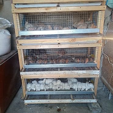 Полуфабрикаты: Перепелиные яйца от домашнего хозяйства. - Вид: столовые перепелиные — 3