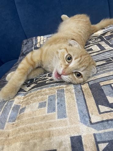 кошка вислоухие: Скотиш Фолд (Шотландская вислоухая), 6 месяцев, Мальчик, Рыжий, Приучена к лотку — 3