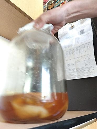 Чайный гриб (SCOBY) с маточным настоем - Домашняя культура чайного