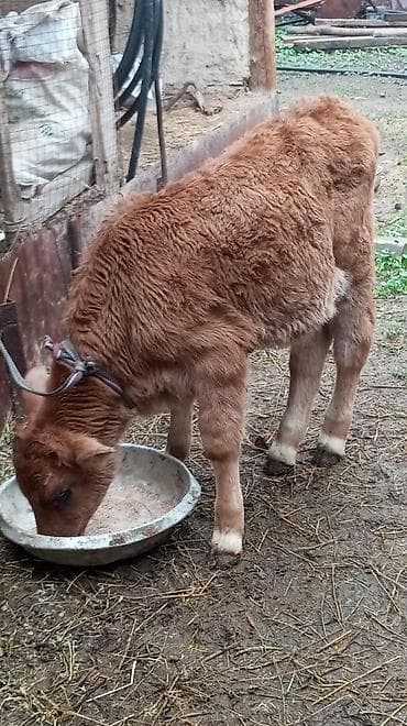 улуу тоо: Сатам | Бука (эркек) — 1