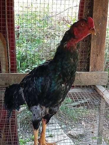 петух голошейка: Продаю | Петух | Бойцовая | Для разведения — 3