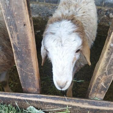 купить породистую собаку: Продаю | Ягненок | Полукровка | Для разведения — 2