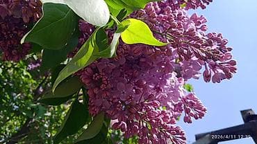 цветы сирень: Сирень срезка на букеты 70 с ветка. Сирень садовая (Syringa — 3