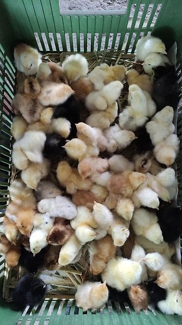 Продаю | Цыплята | Для разведения