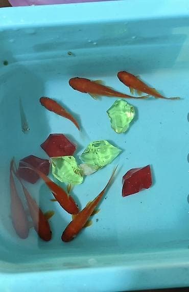 фильтр для пруда: Аквариумные рыбки «золотые» (комет/фэнтэйл, молодь) 7 шт - Яркие — 1