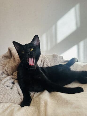 Продажа кошек: 3 месяца, Девочка, Приучена к лотку — 6