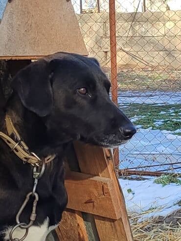 помои для собак: Молодой пёс в поиске семьи. Привезём сами — 6