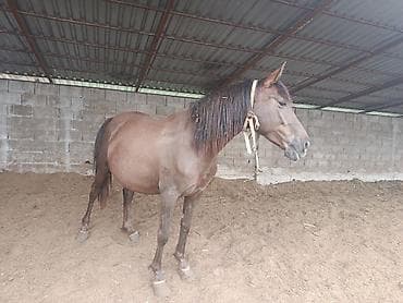 продаю жмых: Продаю | Кобыла (самка) | Для разведения — 2