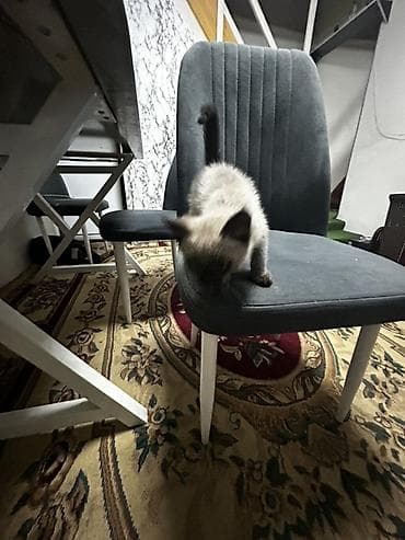 пушистая сиамская кошка: Котёнок с сиамским окрасом (поинтовый): светлый корпус, тёмные ушки — 4