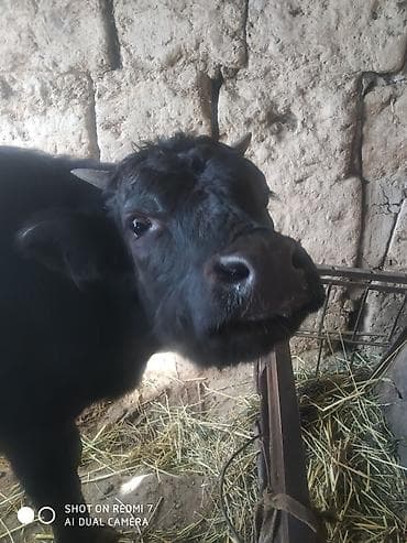 Другие животные: Продаю | Бык (самец) | На откорм | Привязанные — 2