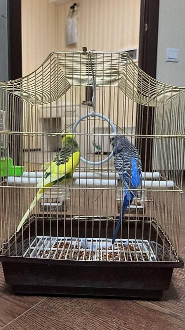 салкын бешик: Волнистые попугаи с клеткой и аксессуарами. Состав набора: - 2 — 3