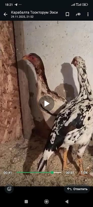 бойцовые даканы: Продаю | Петух | Бойцовая | Для разведения — 9