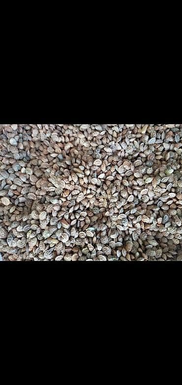 талгарка груша: Продаю семена(урон) ЭКСПАРЦЕТ сорт (Суусамыр) большой объем — 3