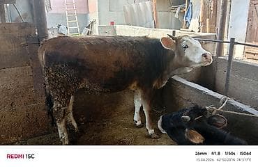 лабрадор черный цена: Продаю | Тёлка | На откорм | Привязанные — 5