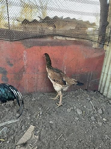 бычки продаются: Продаю | Куры | Бойцовая | Для разведения — 4