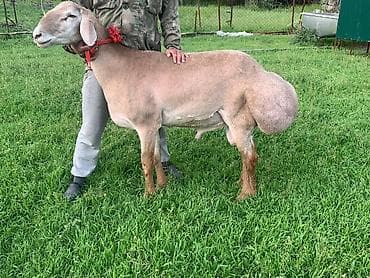 продаю мёд: Продаю | Баран (самец) | Эдильбаевская | Для разведения | Осеменитель — 2