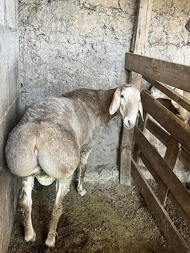 Животные: Продаю | Баран (самец) | Арашан | Для разведения — 2