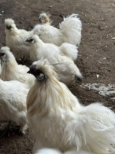 куры хай лайн соня грей: Продам семейку шелковых петух и куры — 3