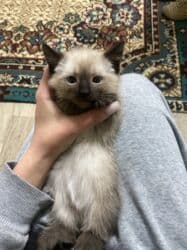 домик для кот: Котята ищут любящую семью и заботливые руки.Только в ответственные — 4