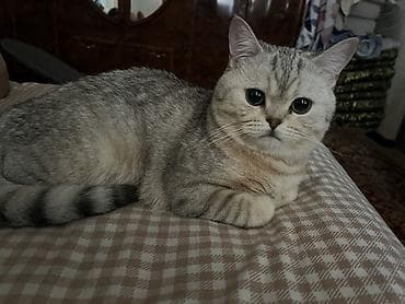 Это мальчик Британская короткошёрстная кошка, окрас серебристый — 2