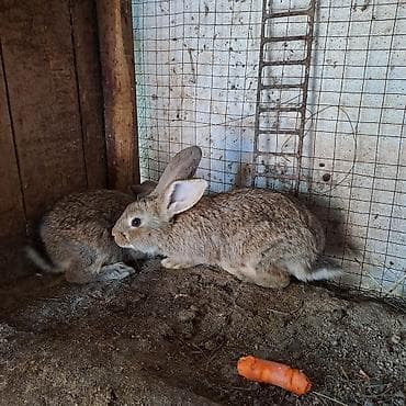 кролики великан: Продаю | Крольчата | Серый великан | Для разведения — 5