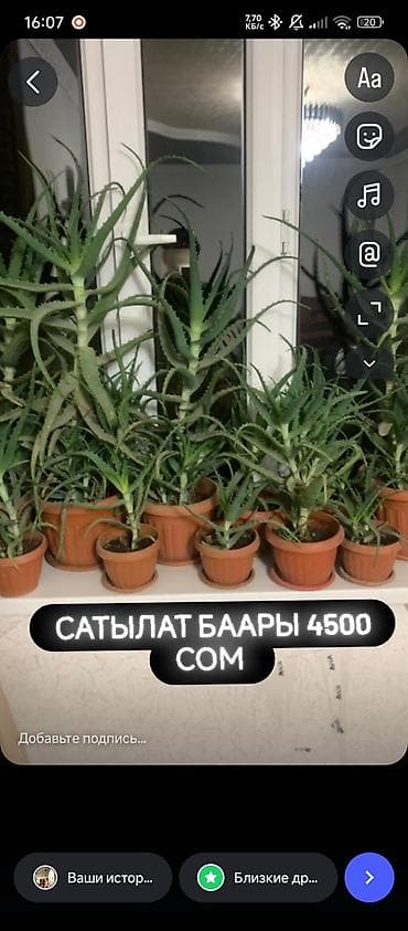 Алоэ вера в горшках — комнатные суккуленты разного размера. все по