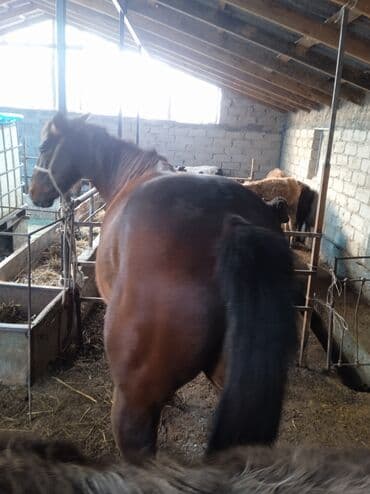 Продаю | Жеребец | Рабочий — 4