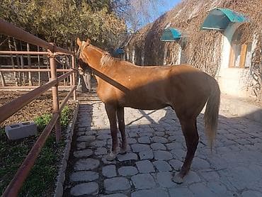 Продаю | Конь (самец), Жеребец | Рабочий | Мерин