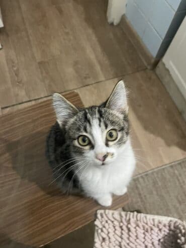 шотландская мраморная кошка: Котята домашние, ласковые и игривые. - Окрас: один полностью чёрный с — 3